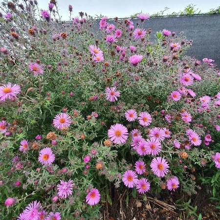 Maison Confortable, Terrasse Et Jardin à *