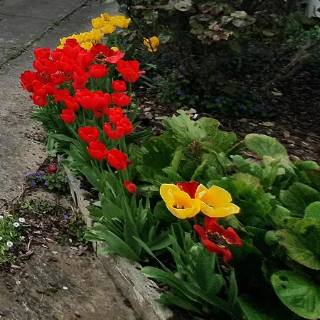 Maison Confortable, Terrasse Et Jardin à * Amiens