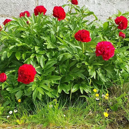 Hébergement de vacances Maison Confortable, Terrasse Et Jardin à