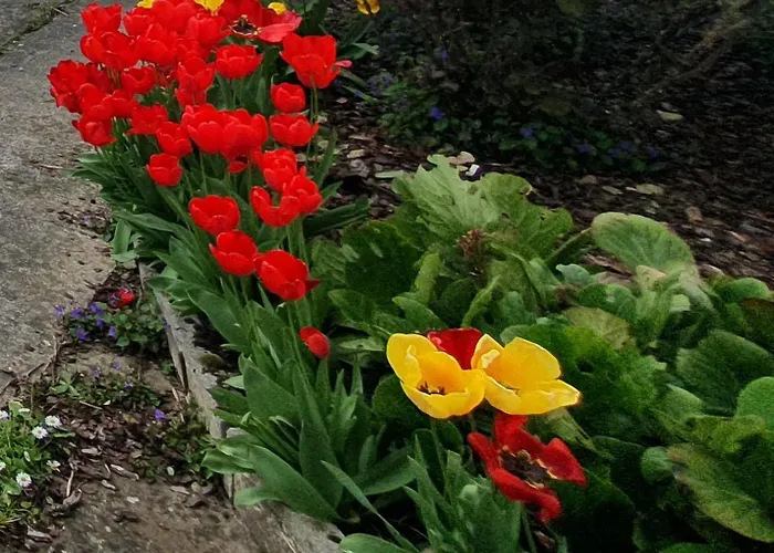 Maison Confortable, Terrasse Et Jardin A * Amiens