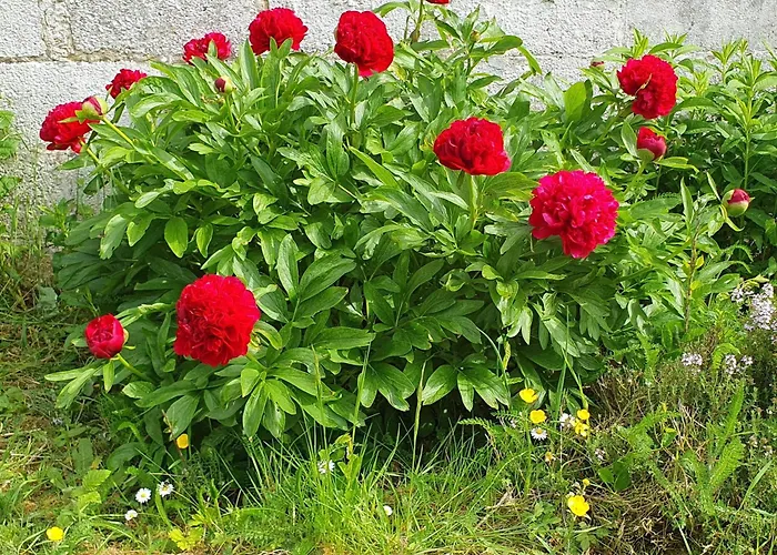 Ferienhaus Maison Confortable, Terrasse Et Jardin A